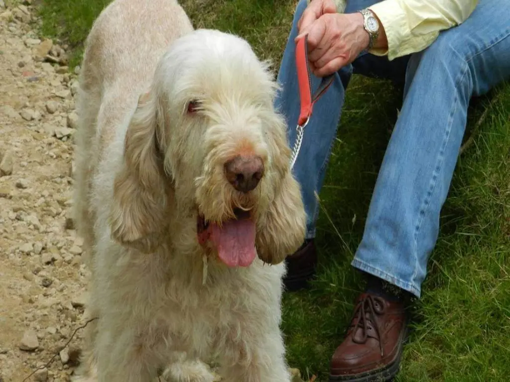 bloat in dogs