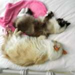 Ragdolls asleep in their own home