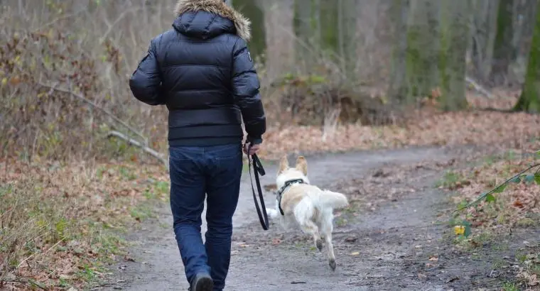 Dog Walking Service