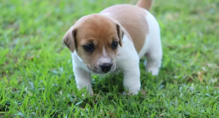 Puppy Sitting Service