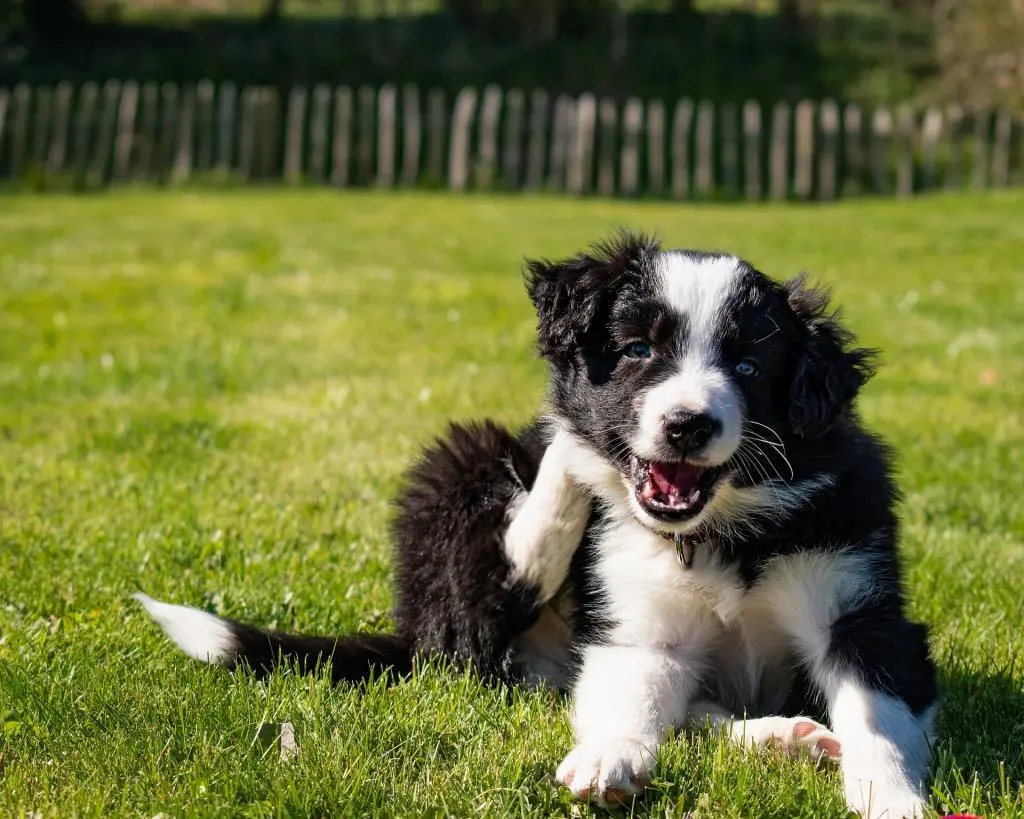 Border Collie 