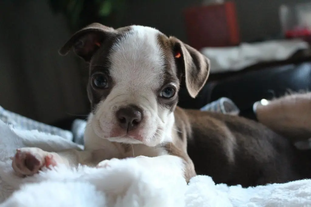 How much exercise does a puppy need