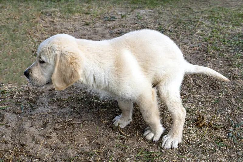 Golden Retriever Puppy relieving itself 