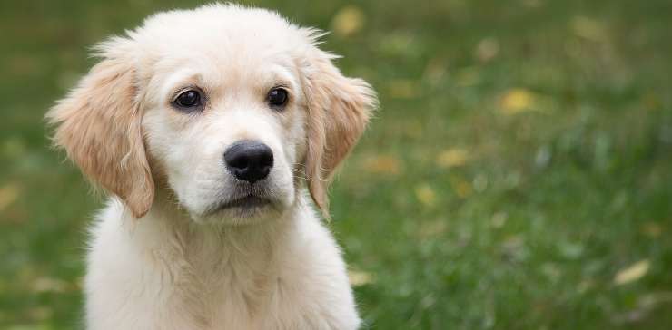 How To Take Care Of A Puppy