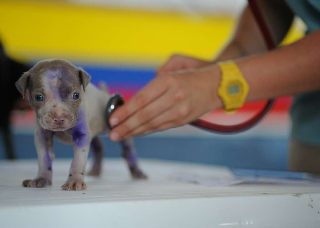 Puppy being examined by vet