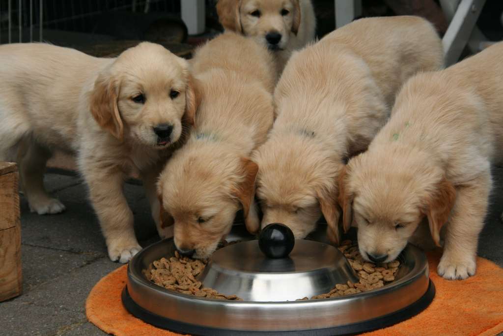 Five Golden Retriever puppies having dinner