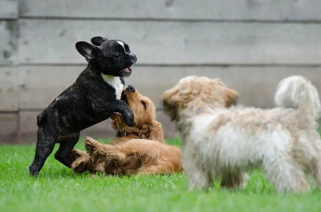 Puppies Playtime
