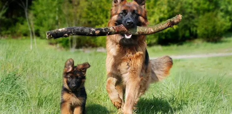 How Much Exercise Does A Puppy Need To Be Healthy?