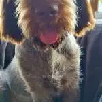 Amos