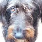 Rupert