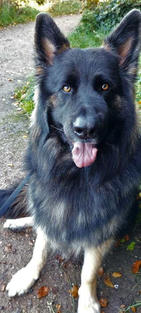 Freddie, the long haired German Shepherd Dog