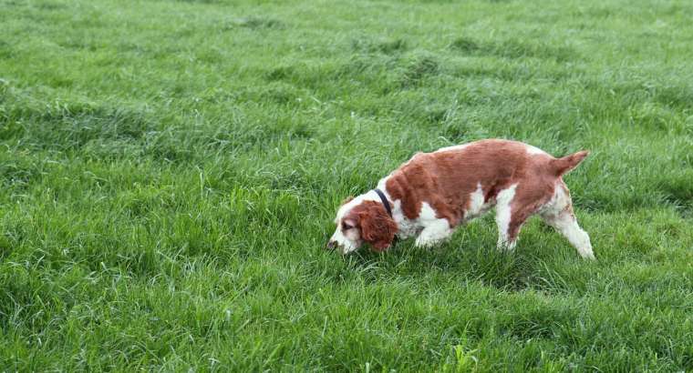 Dog Eating Grass: Understanding the Habit