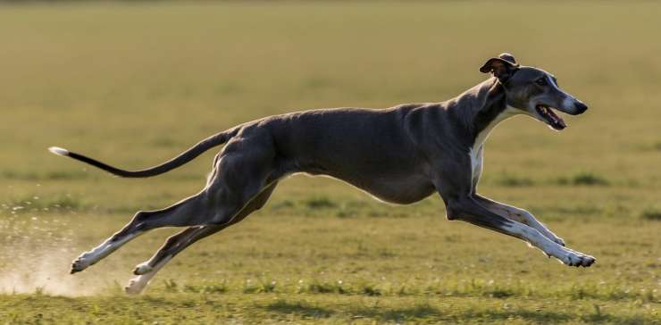 Fastest Dog Breeds: Unleash the Speed Demons of the Canine World!