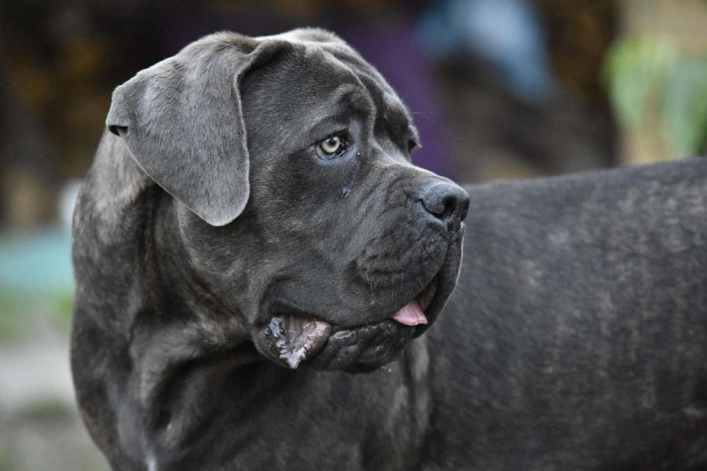 A beautiful black cane mastiff