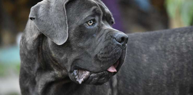 Cane Mastiff: A Gentle Giant for Your Family