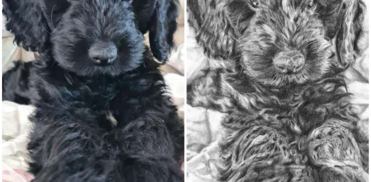 Pet Portraits – A New Way to Celebrate Your Pets