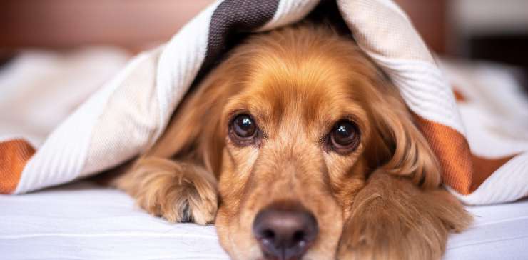 Top 10 Most Loyal Dog Breeds You’ll Love