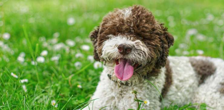 Why the Lagotto-Romagnolo Makes a Great Family Pet