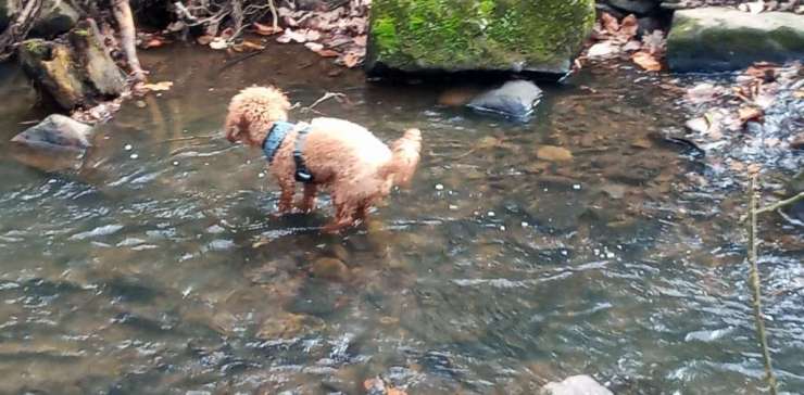 Fun Days Out for You And Your Dog in Sheffield That Are Wonderful