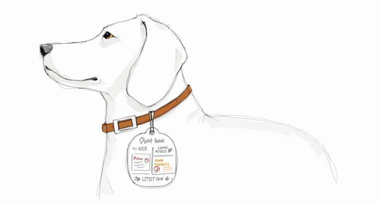 What to Put on a Dog Tag for Pet Safety