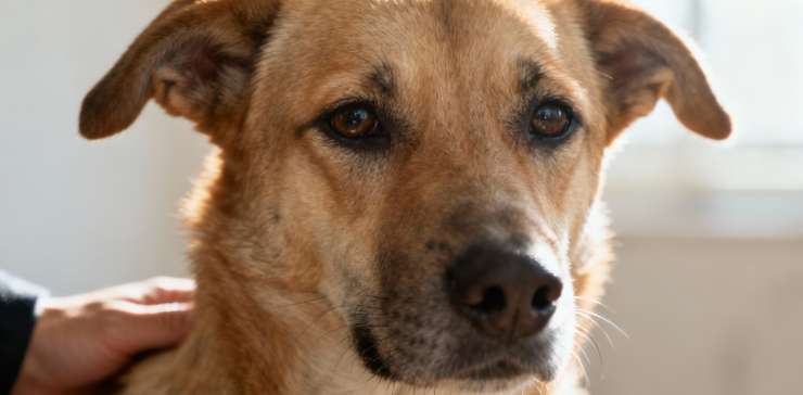 Why Are Your Dog’s Ears Back & Need You Worry?