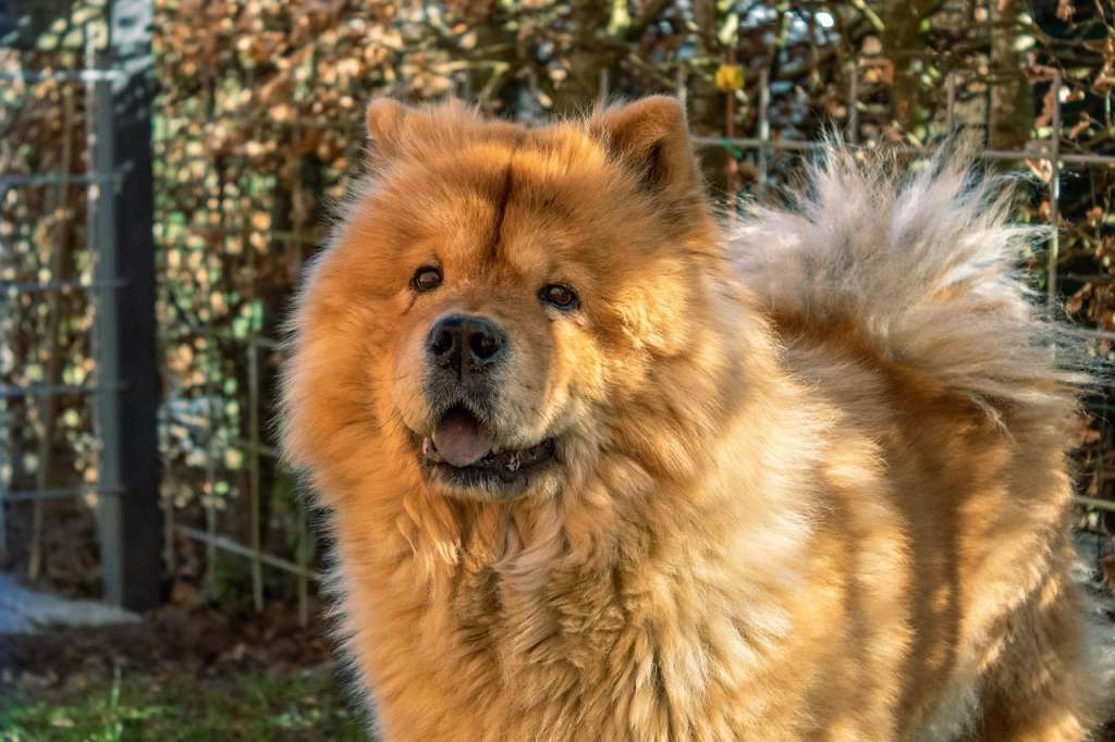 Cute Chow Chow