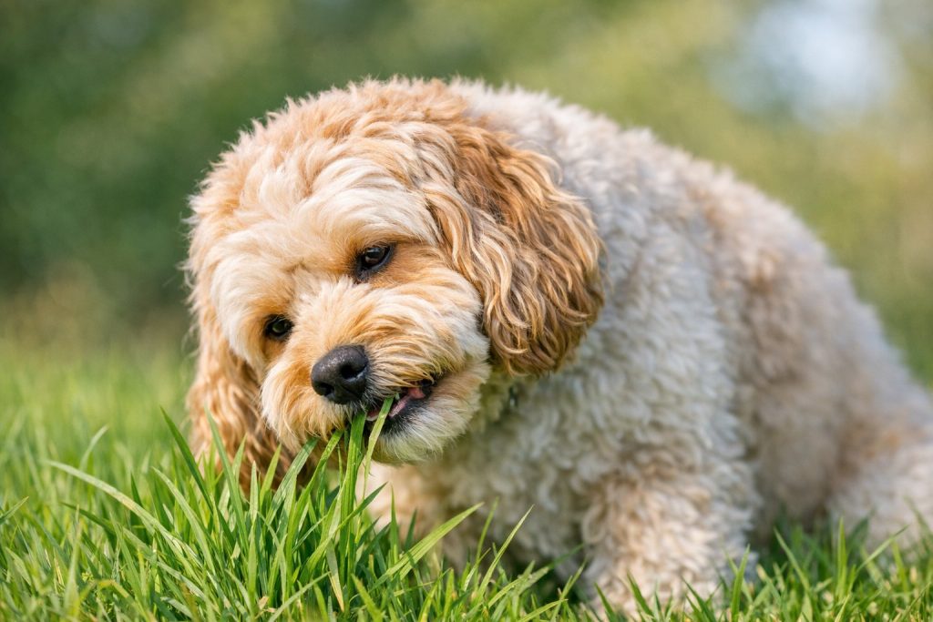 Cockapoo eating grass