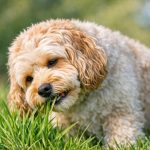 Cockapoo eating grass