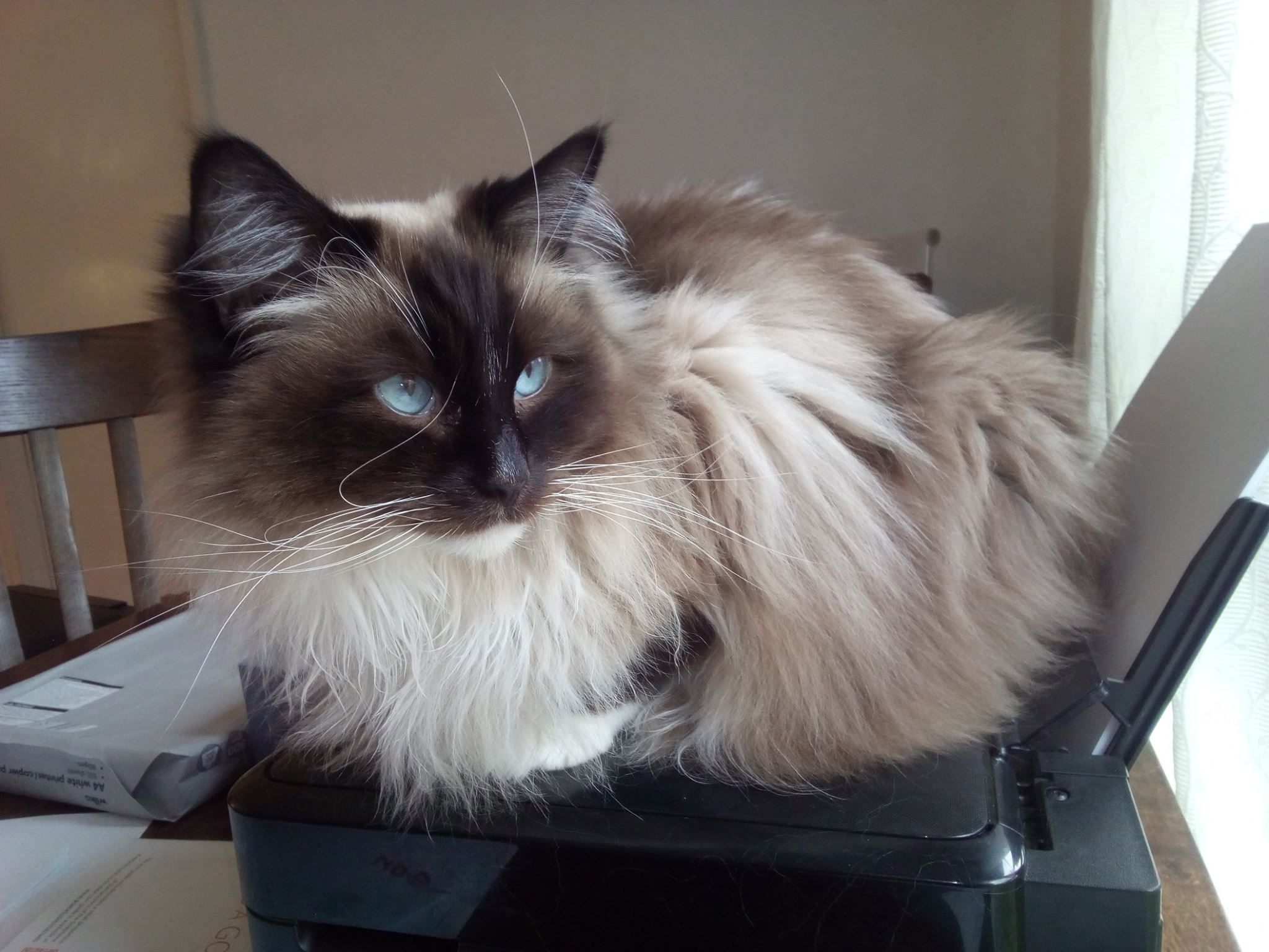 Ragdoll cat relaxing at home.