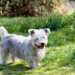 Glen of Imaal Terrier