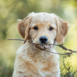 Puppy chewing twig