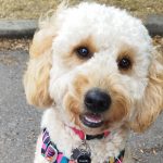 Ridley the mini Labradoodle smiling