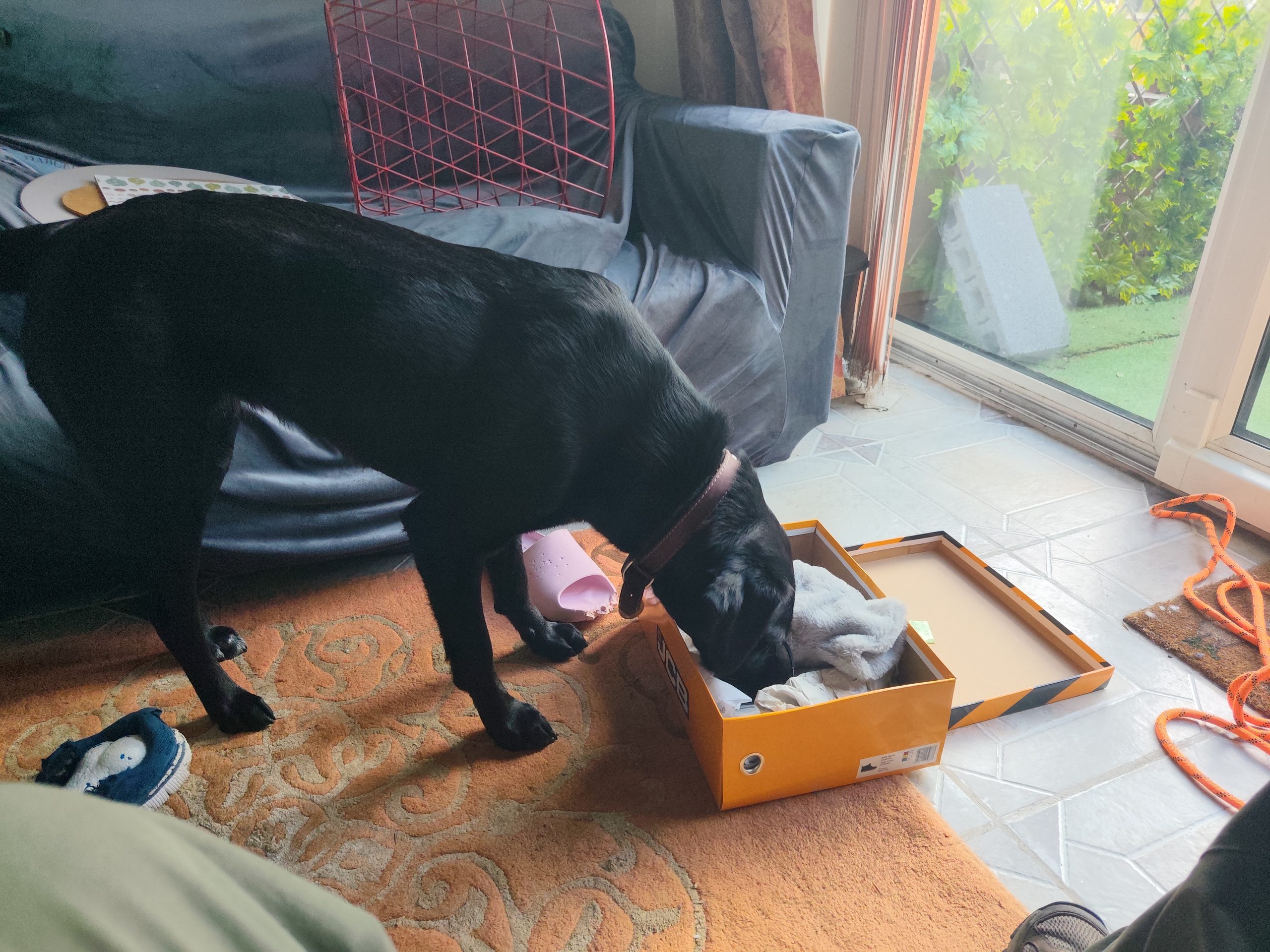Jackpot-enjoying-his-box-of-treats-after-a-challenging-walk-up-Dobbin-Hill-Ecclesall-with-Derek-from-K9-Time-scaled