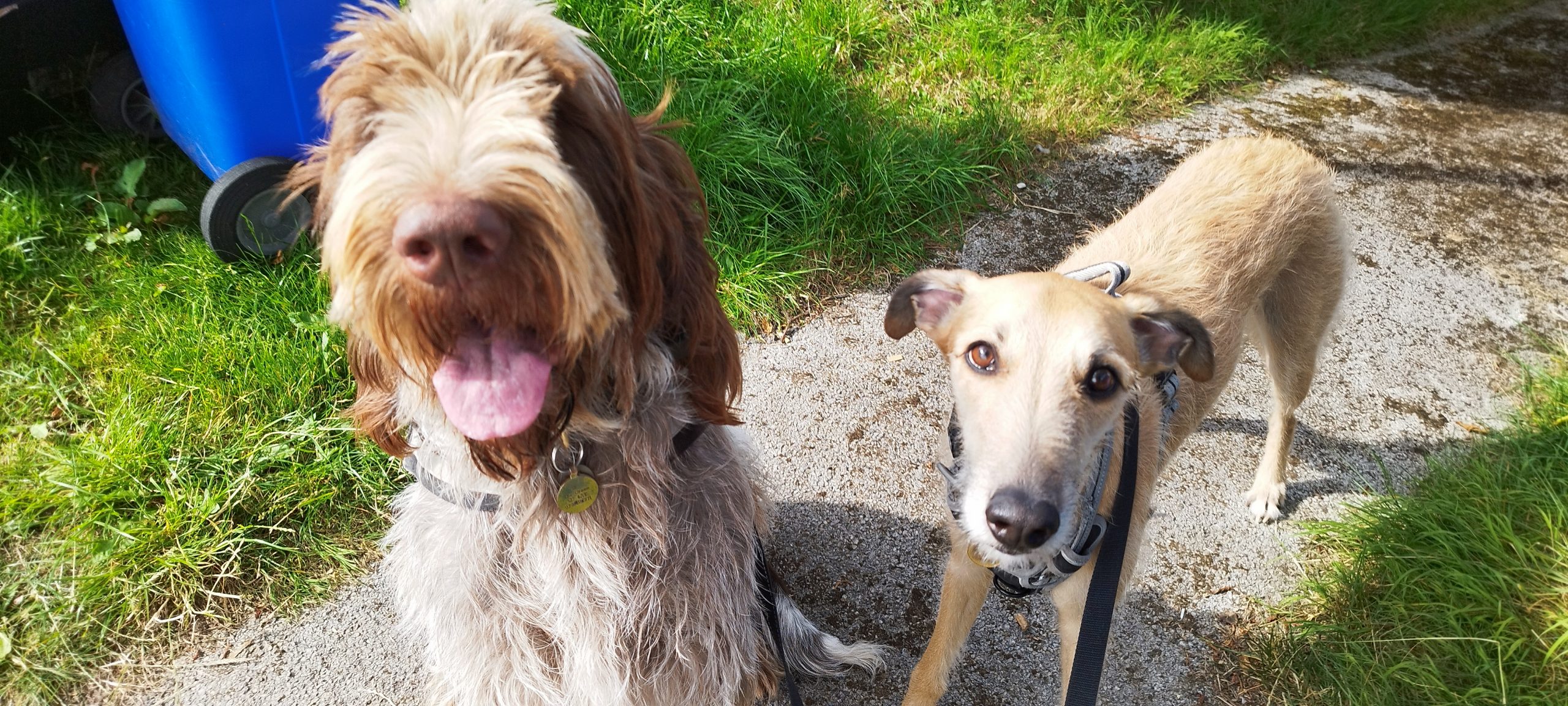 Amos & Rafferty's Garden Playtime in Totley