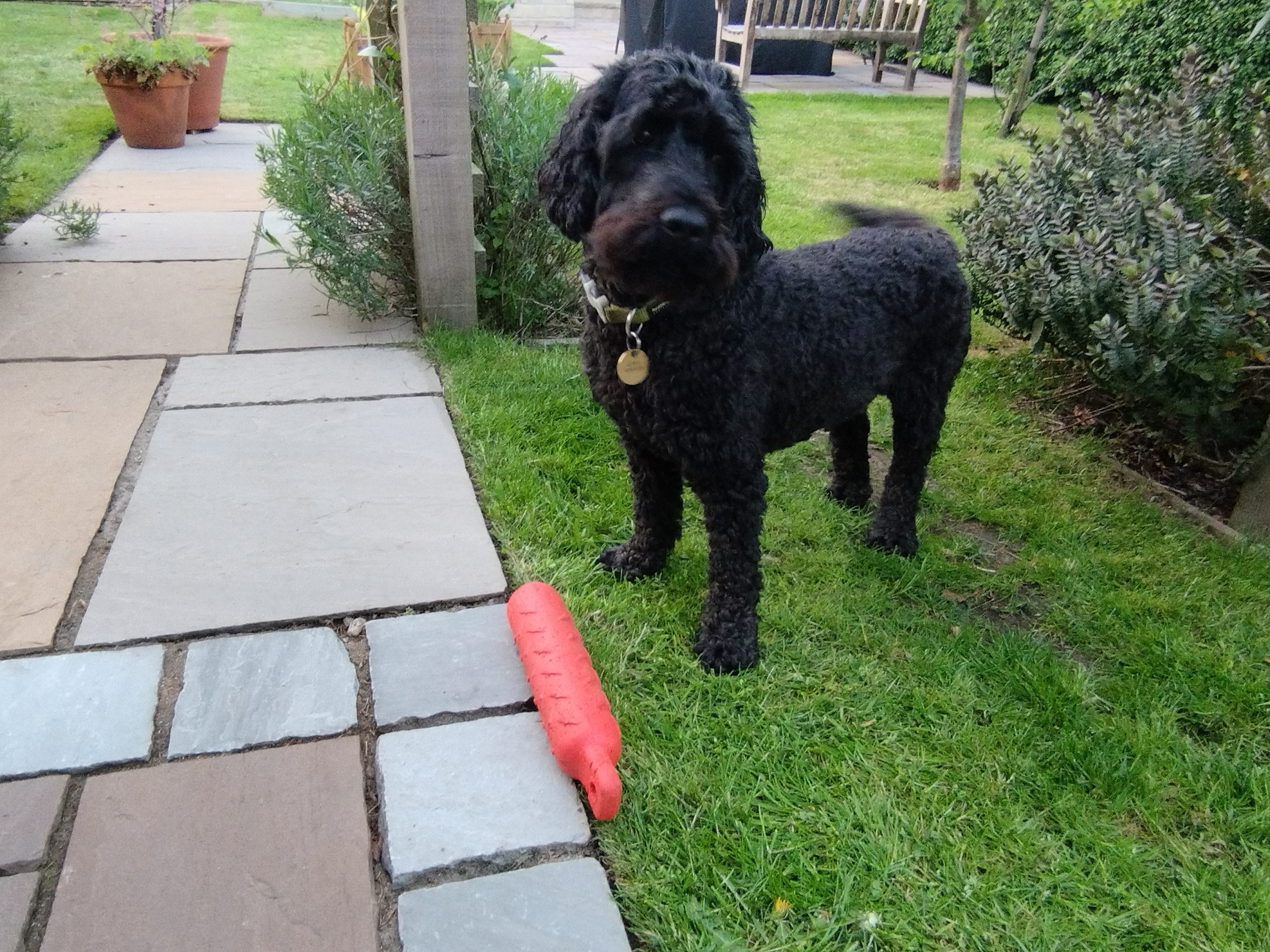 A dog enjoying a calm one-to-one walk with K9 Time in Sheffield