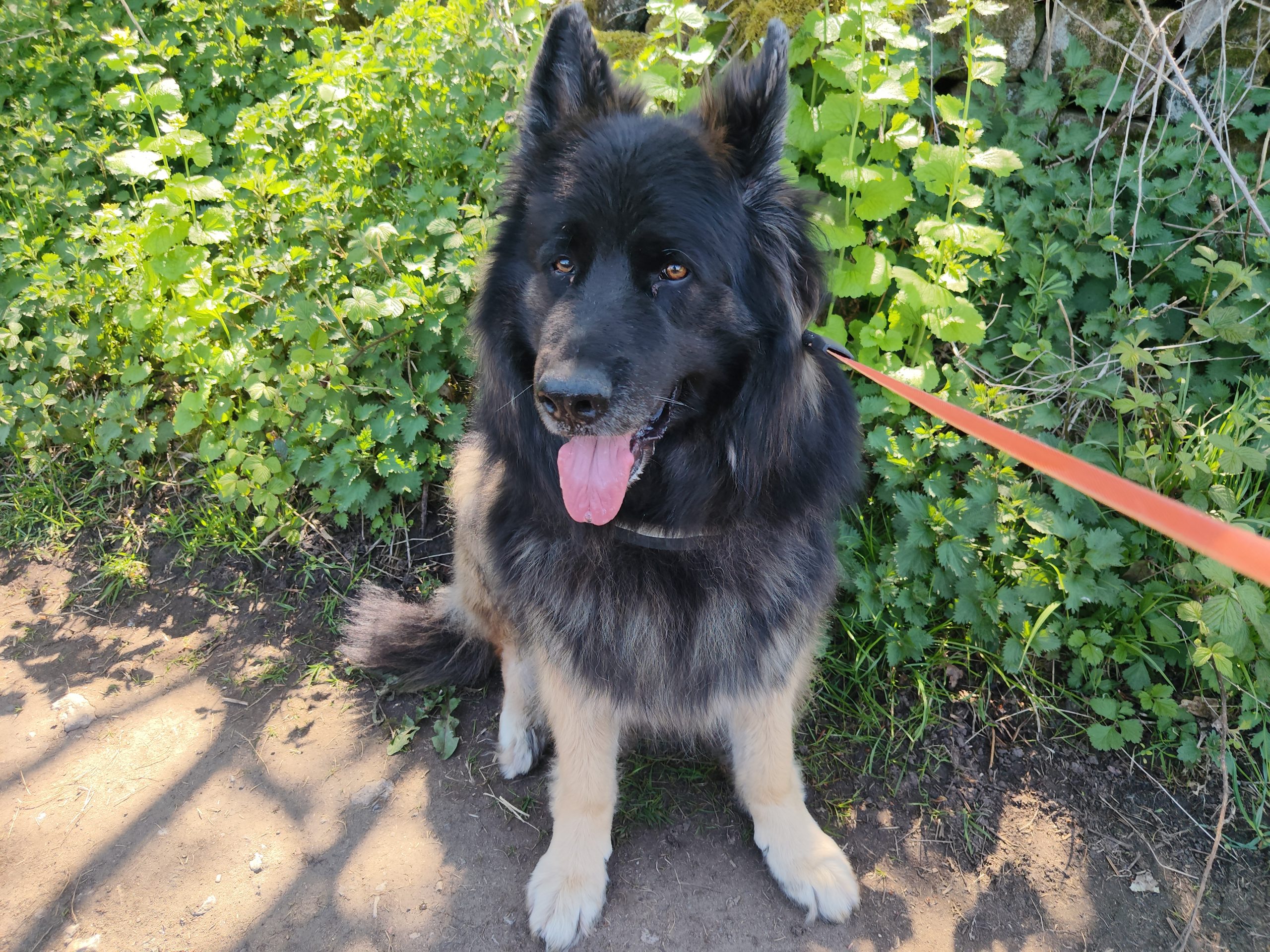 A dog enjoying a calm one-to-one walk with K9 Time in Sheffield