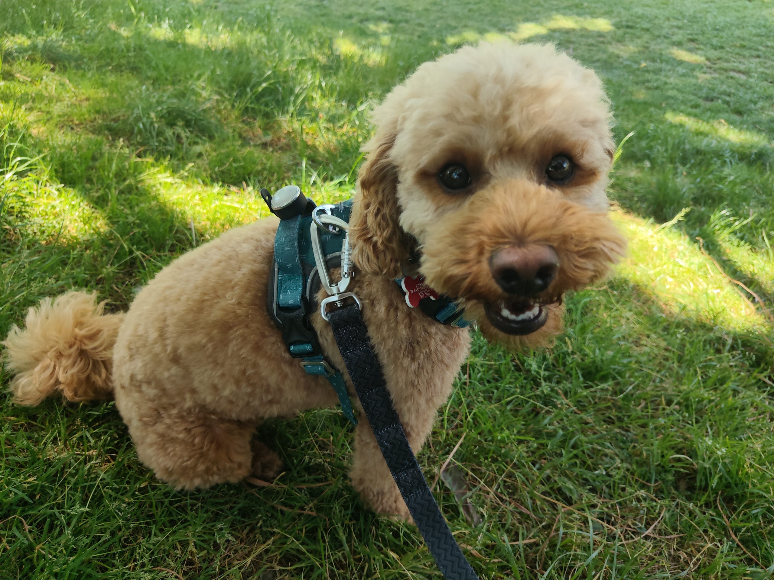 A dog enjoying a calm one-to-one walk with K9 Time in Sheffield