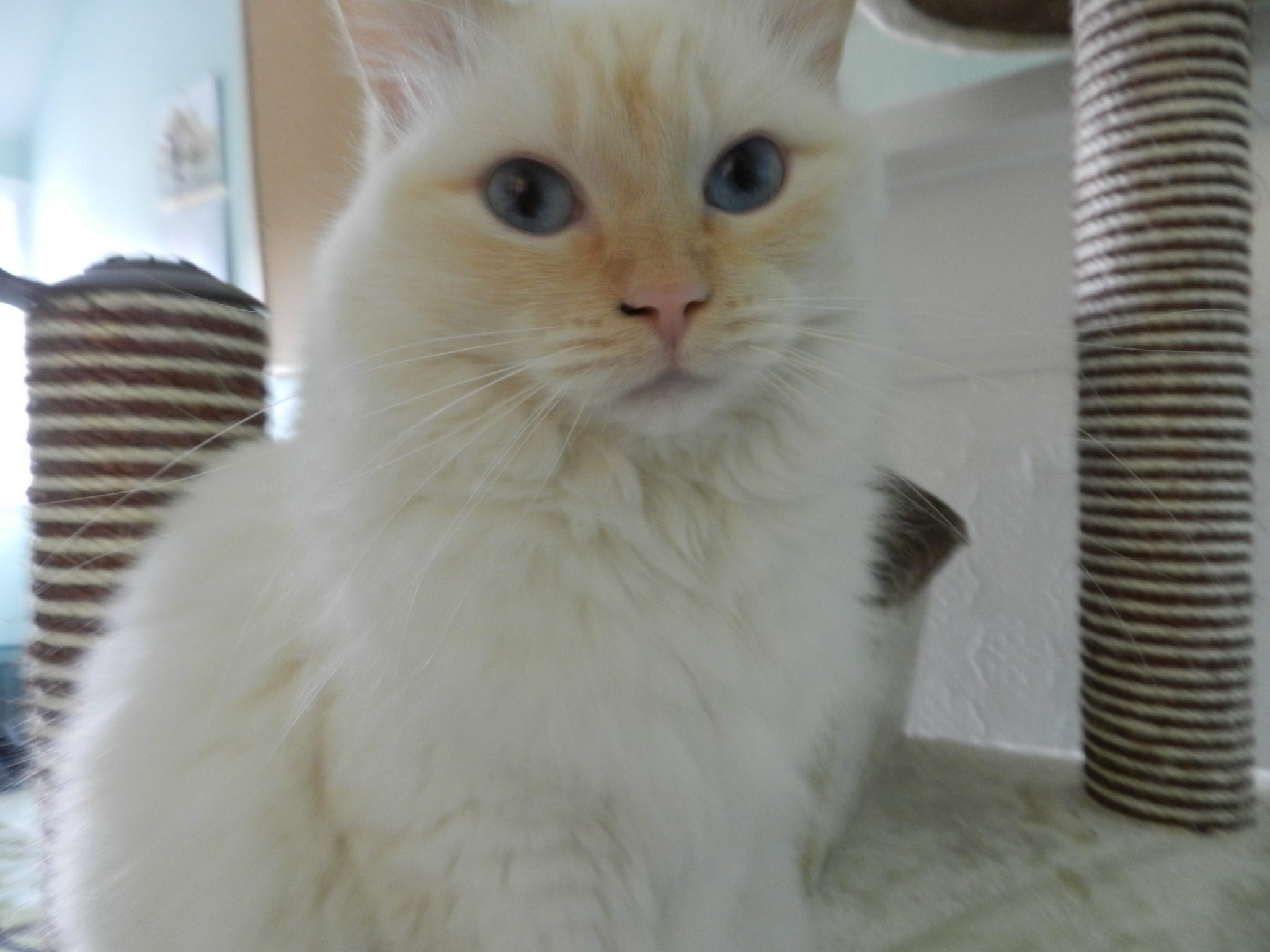 A cat receiving trusted in-home care from K9 Time in Sheffield