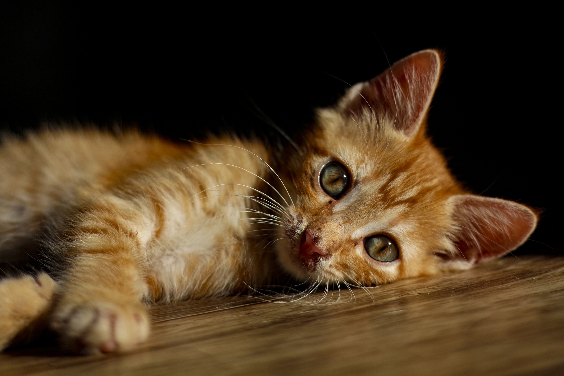 A cat receiving trusted in-home care from K9 Time in Sheffield