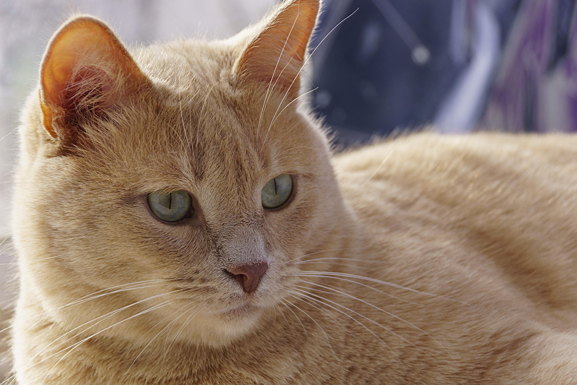 A cat receiving trusted in-home care from K9 Time in Sheffield