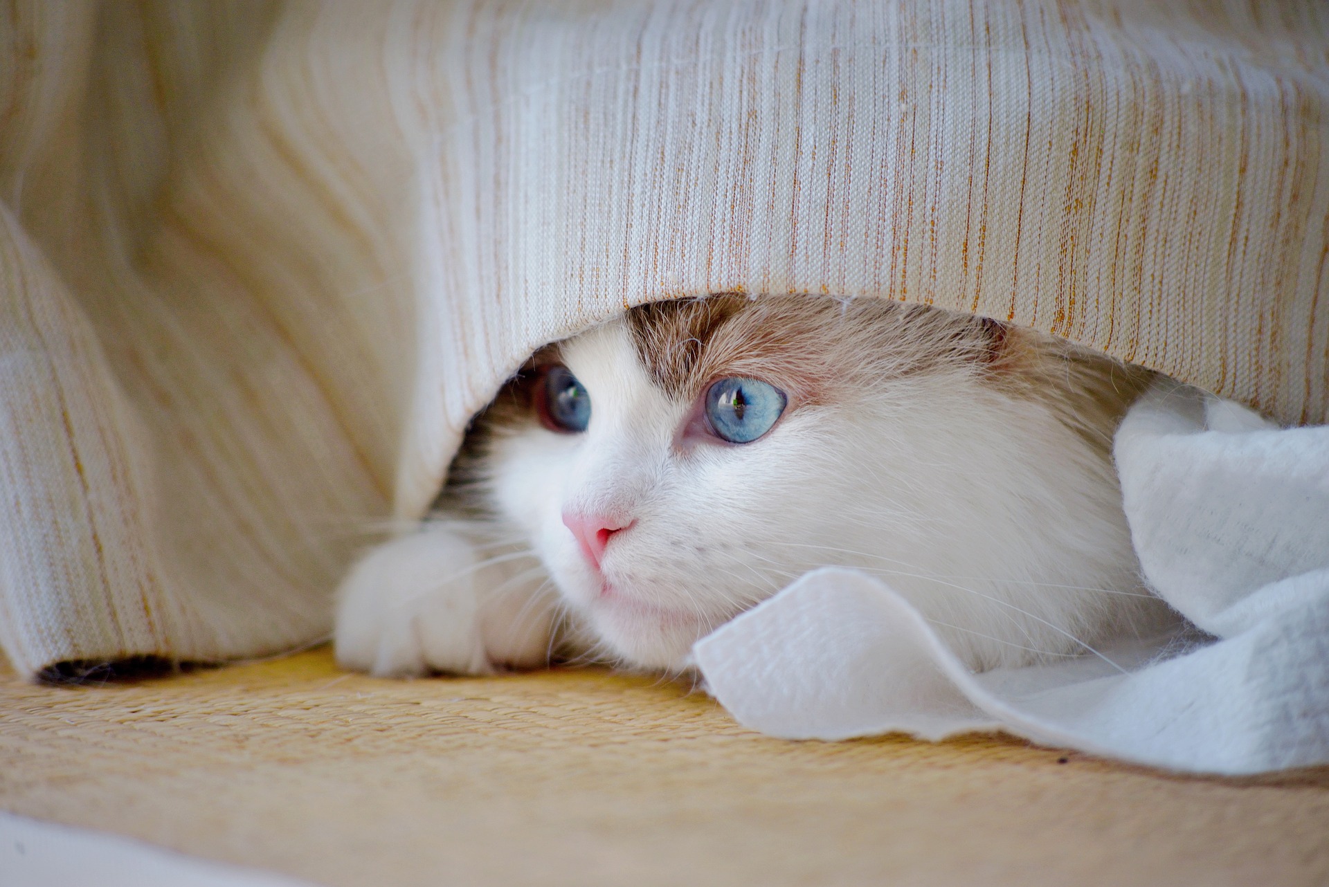 A cat receiving trusted in-home care from K9 Time in Sheffield