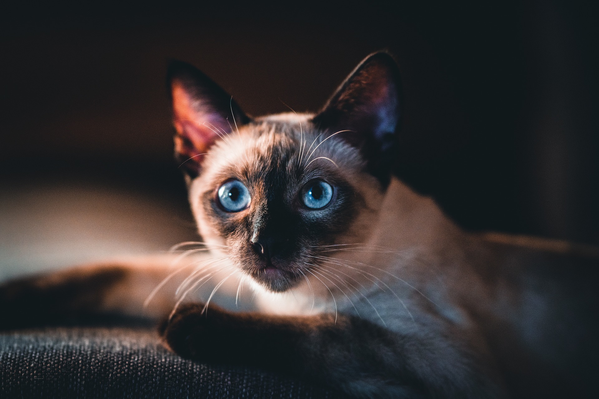 A cat receiving trusted in-home care from K9 Time in Sheffield