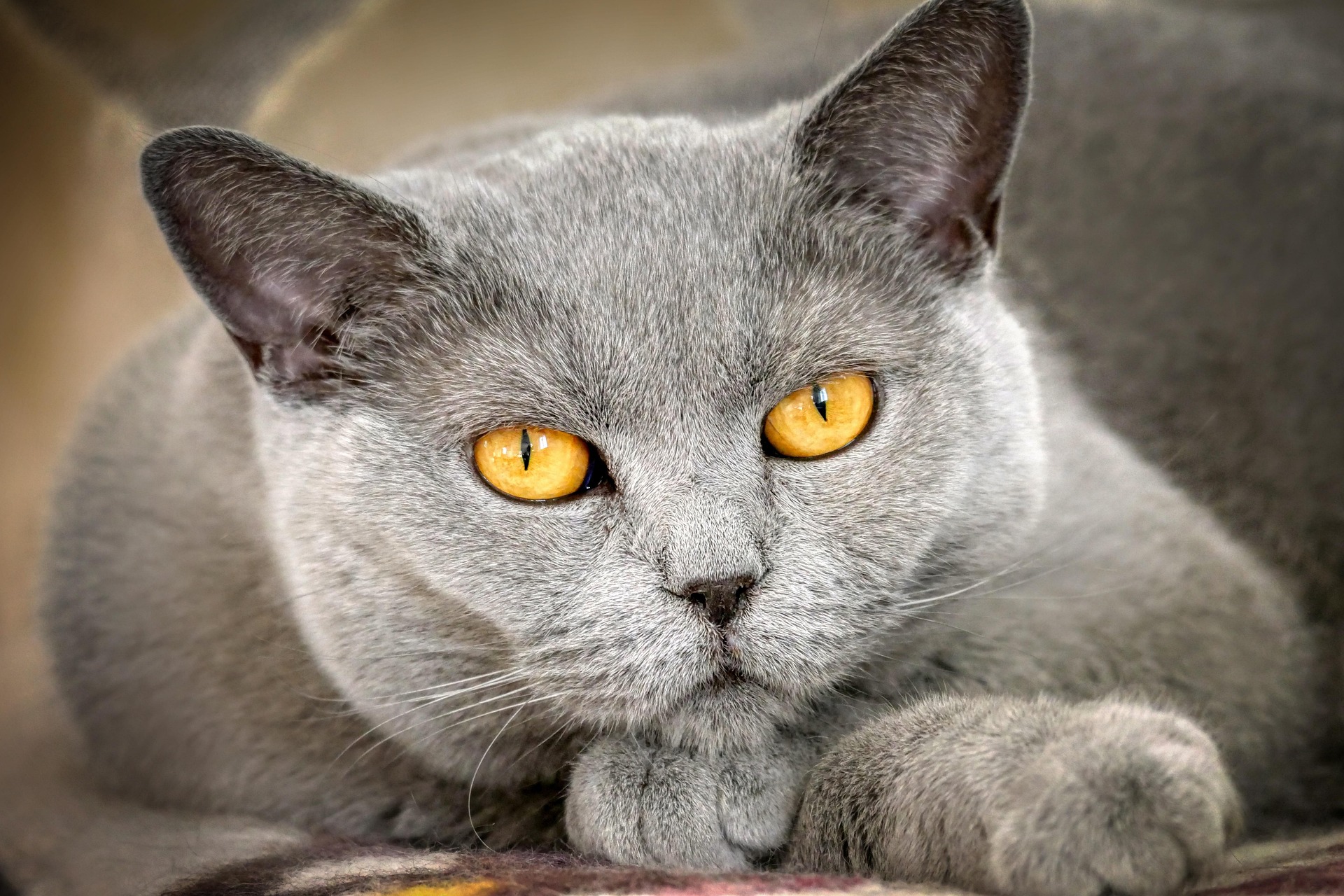 A cat receiving trusted in-home care from K9 Time in Sheffield