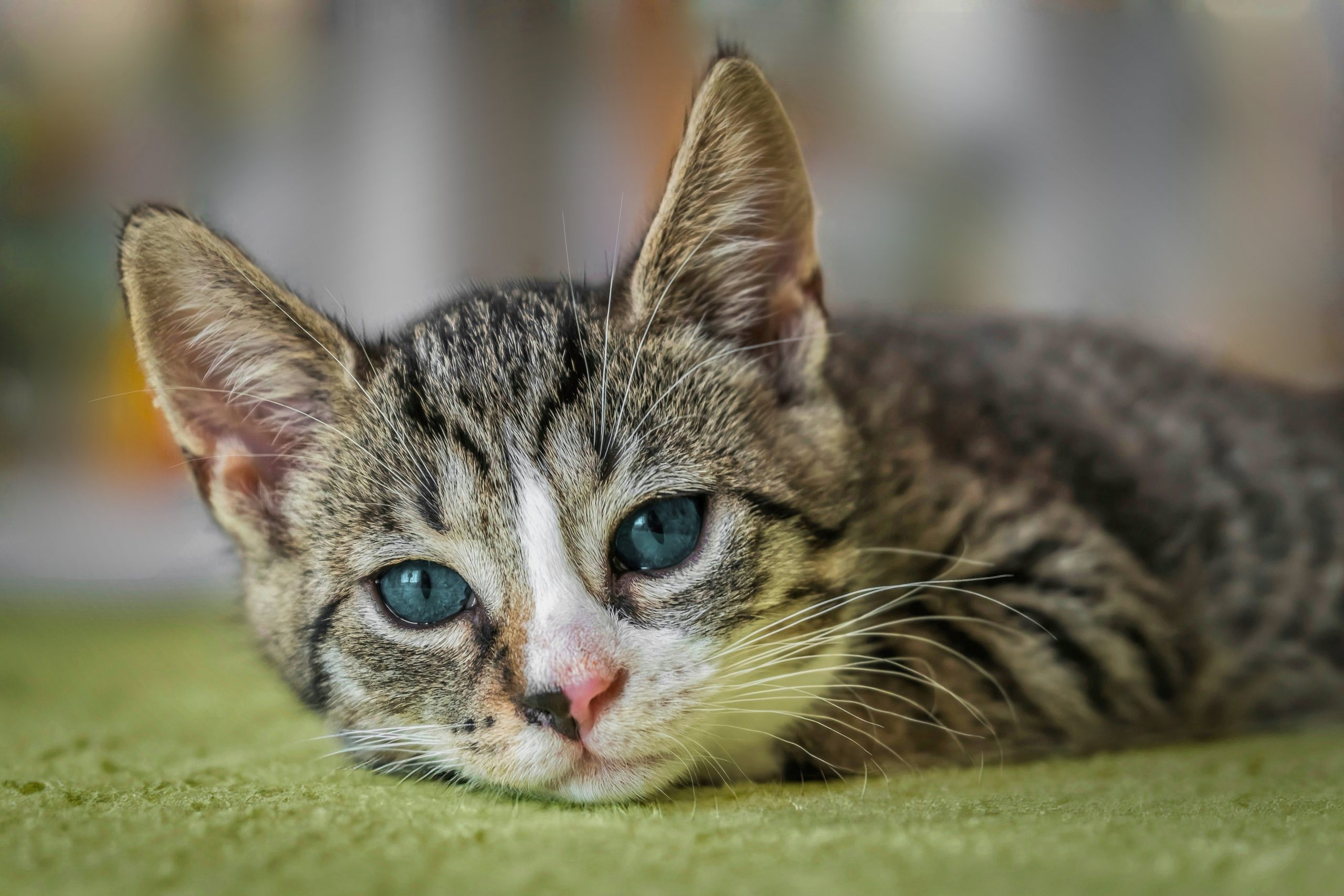 A cat receiving trusted in-home care from K9 Time in Sheffield
