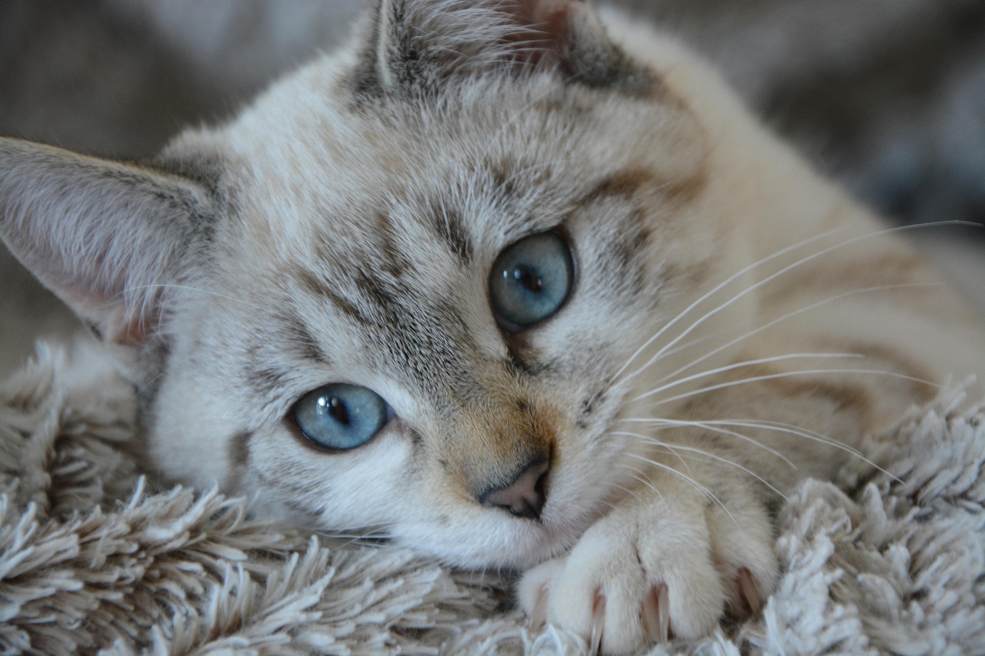 A cat receiving trusted in-home care from K9 Time in Sheffield