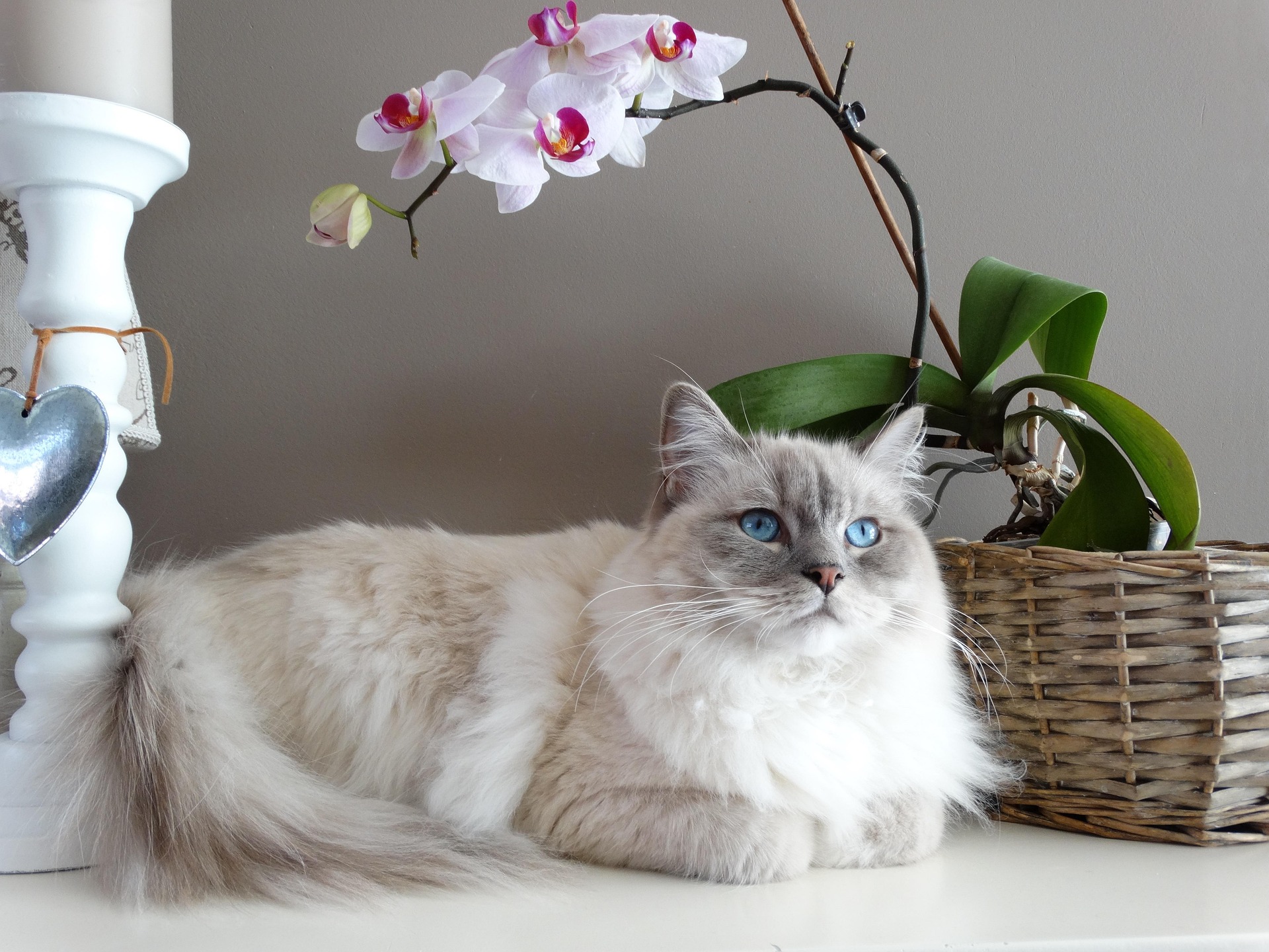 A cat receiving trusted in-home care from K9 Time in Sheffield
