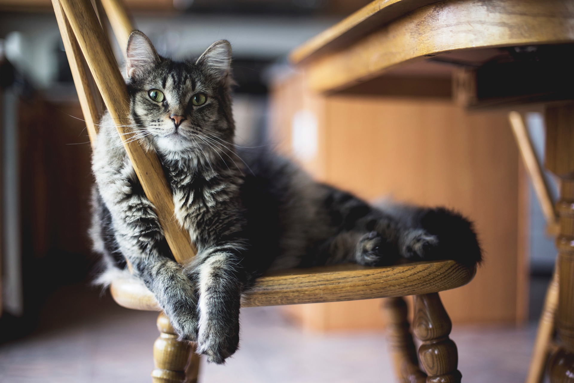 A cat receiving trusted in-home care from K9 Time in Sheffield