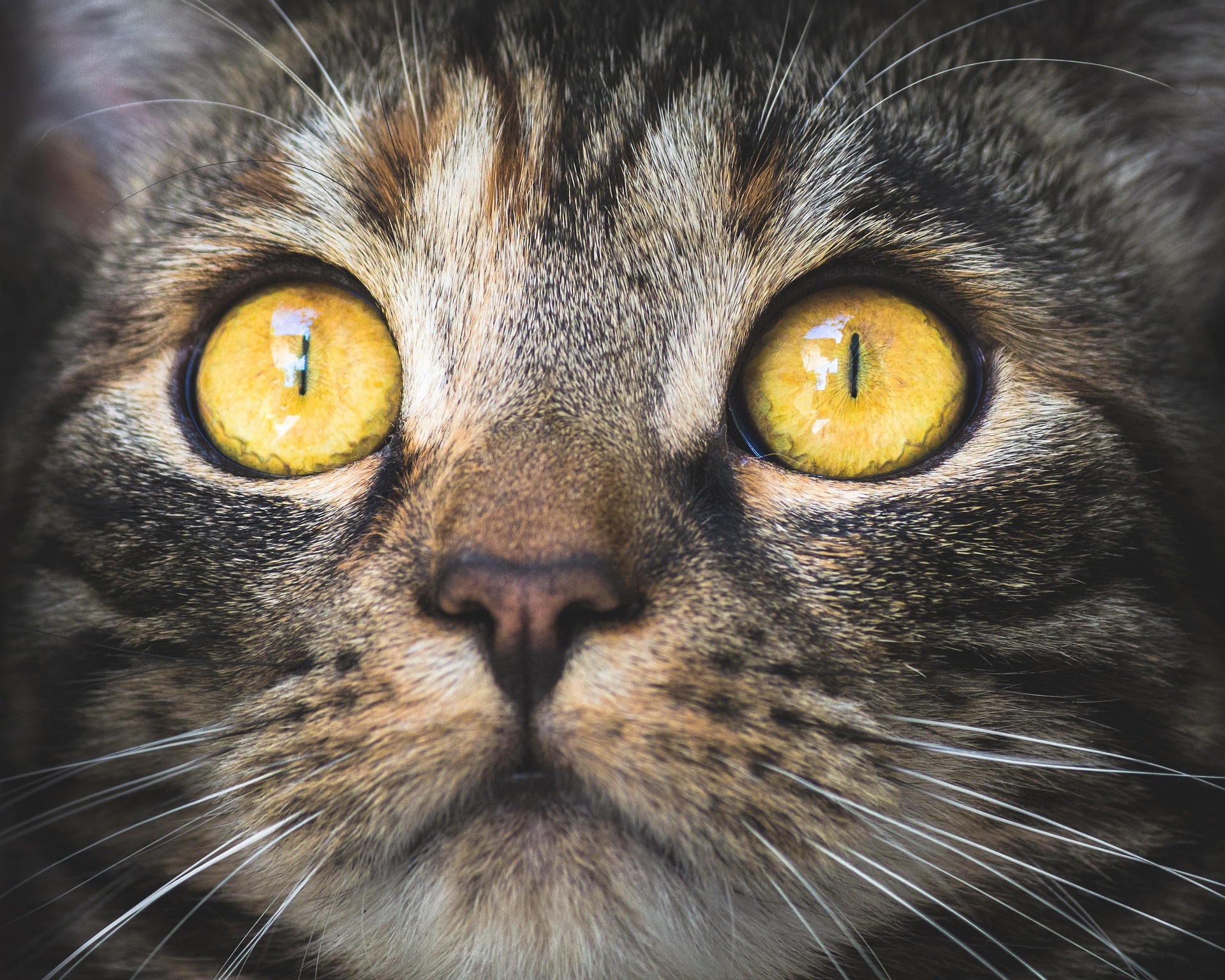 A cat receiving trusted in-home care from K9 Time in Sheffield