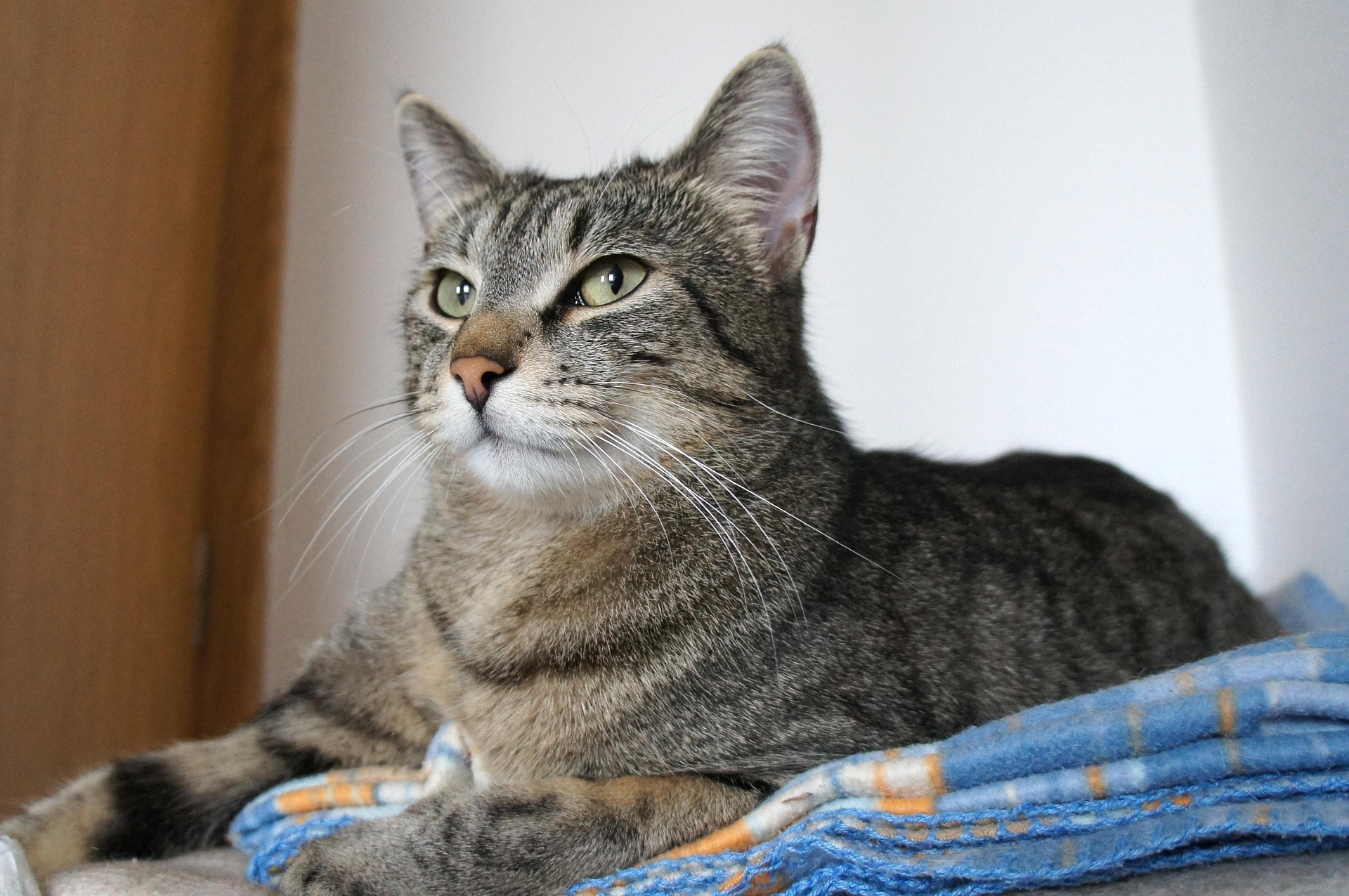 A cat receiving trusted in-home care from K9 Time in Sheffield