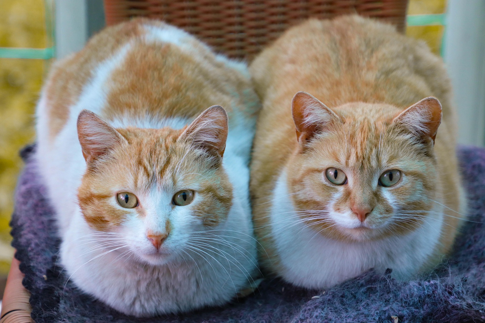 A cat receiving trusted in-home care from K9 Time in Sheffield